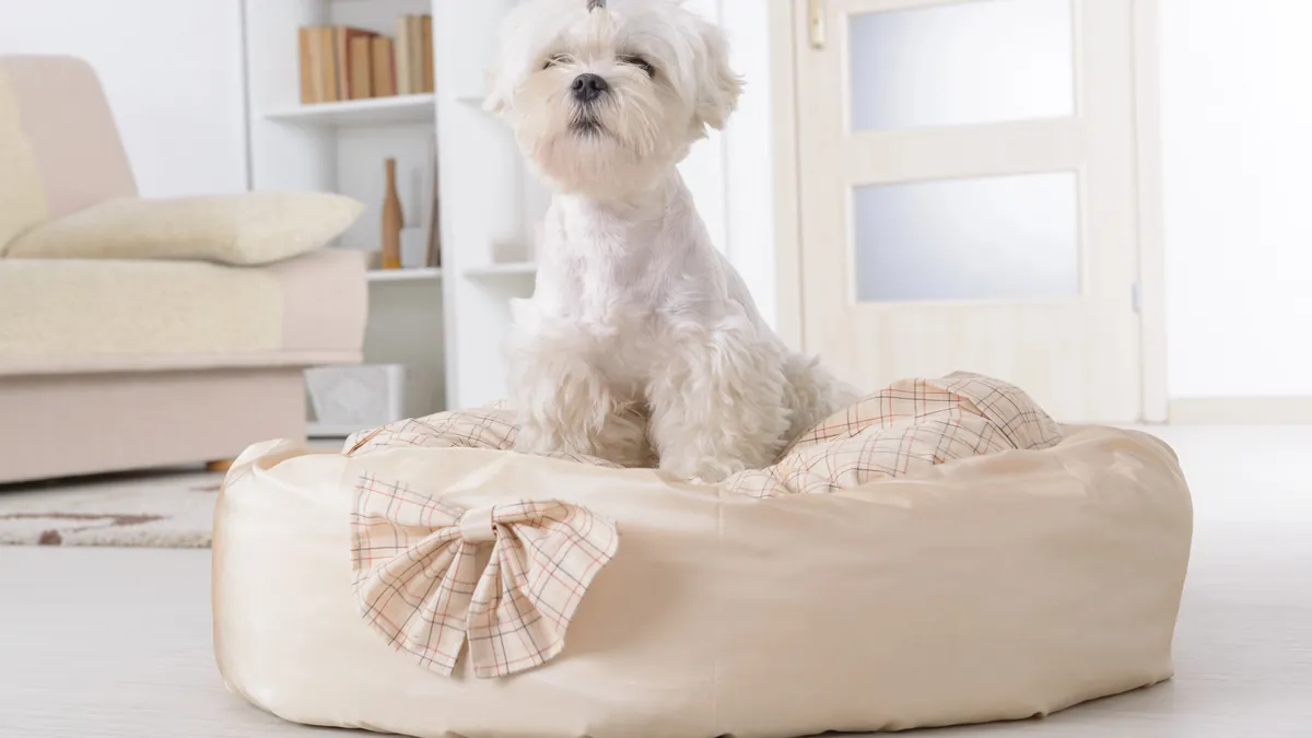 A small white dog sitting on a clean, cosy pet bed